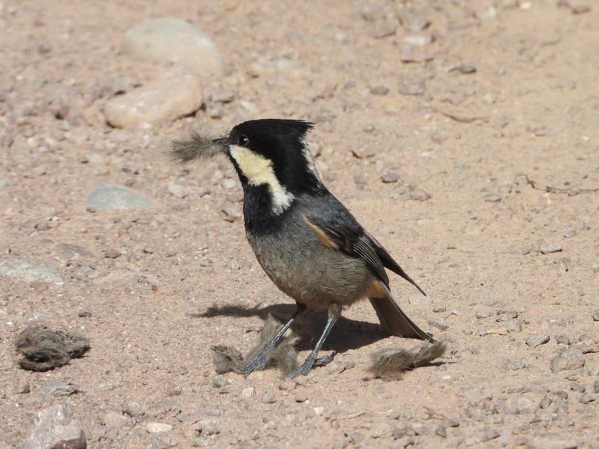 Rufous-vented Tit - 白 杨