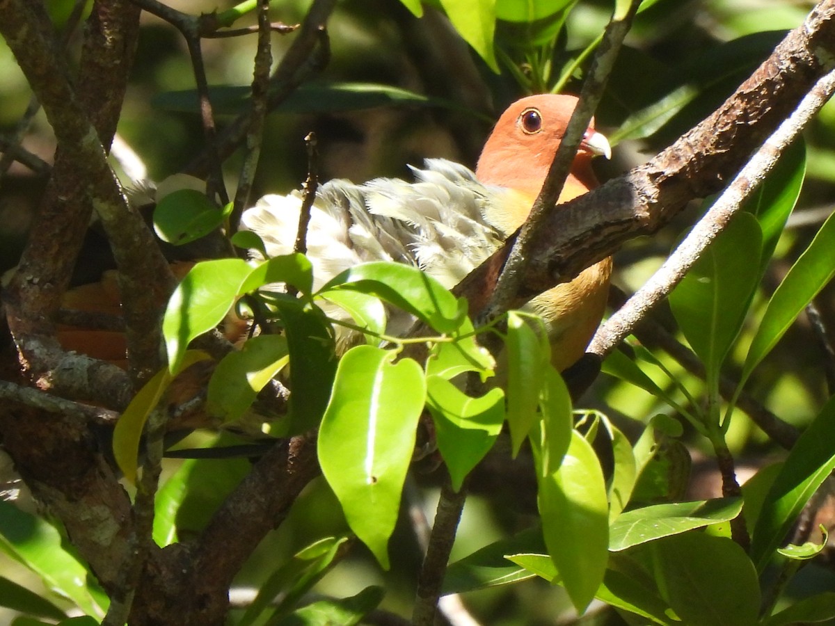 Cinnamon-headed Green-Pigeon - ML577825211