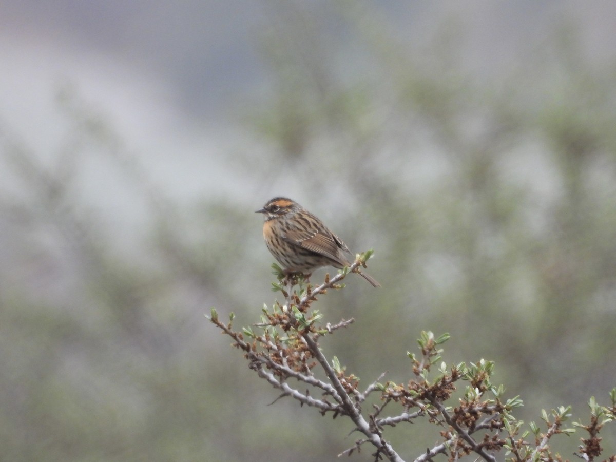 Rufous-breasted Accentor - ML577825541