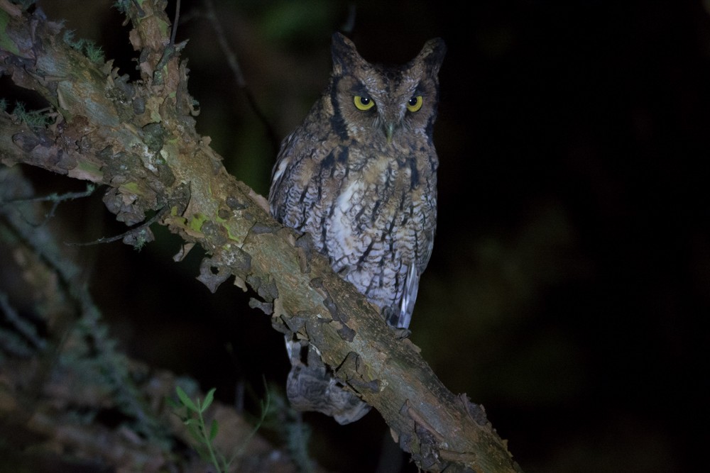 Long-tufted Screech-Owl - Nereston Camargo