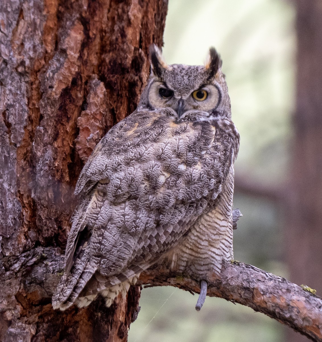 Great Horned Owl - ML577826161