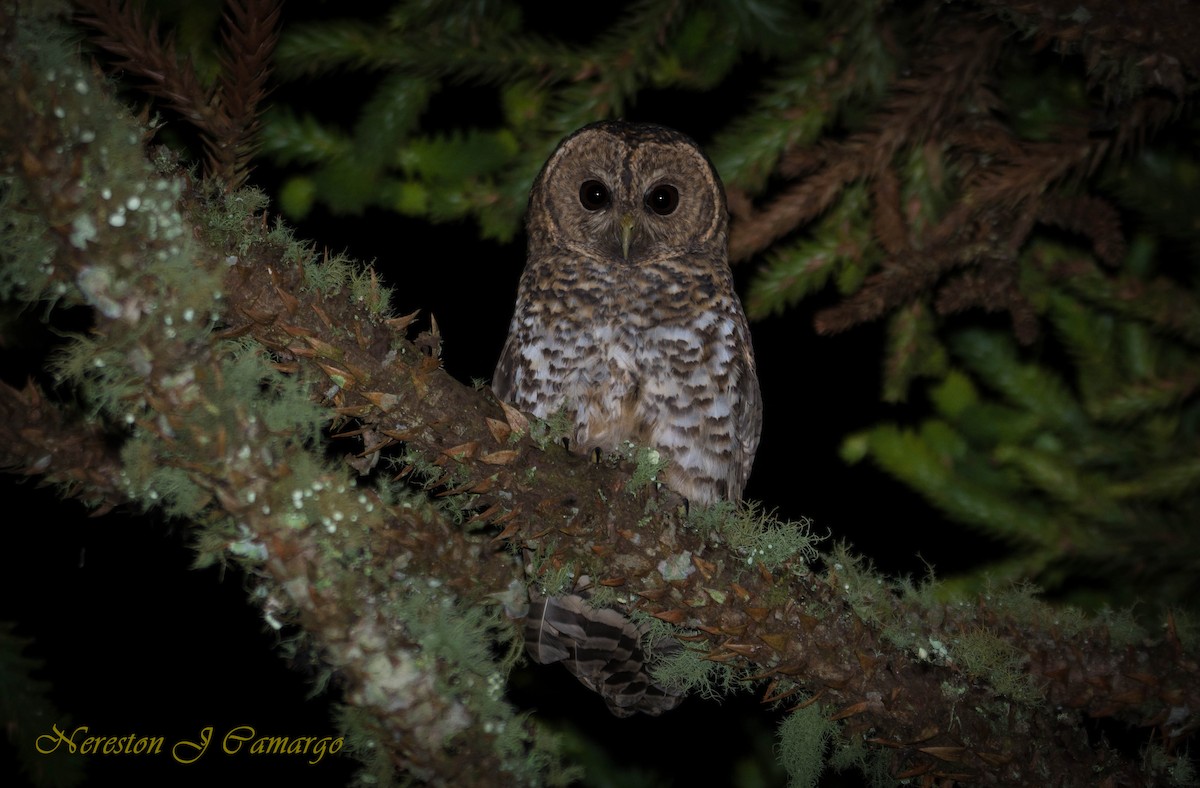 Rusty-barred Owl - Nereston Camargo