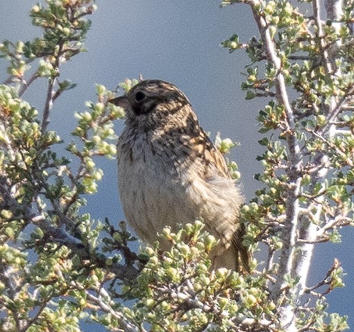 Vesper Sparrow - ML577827591