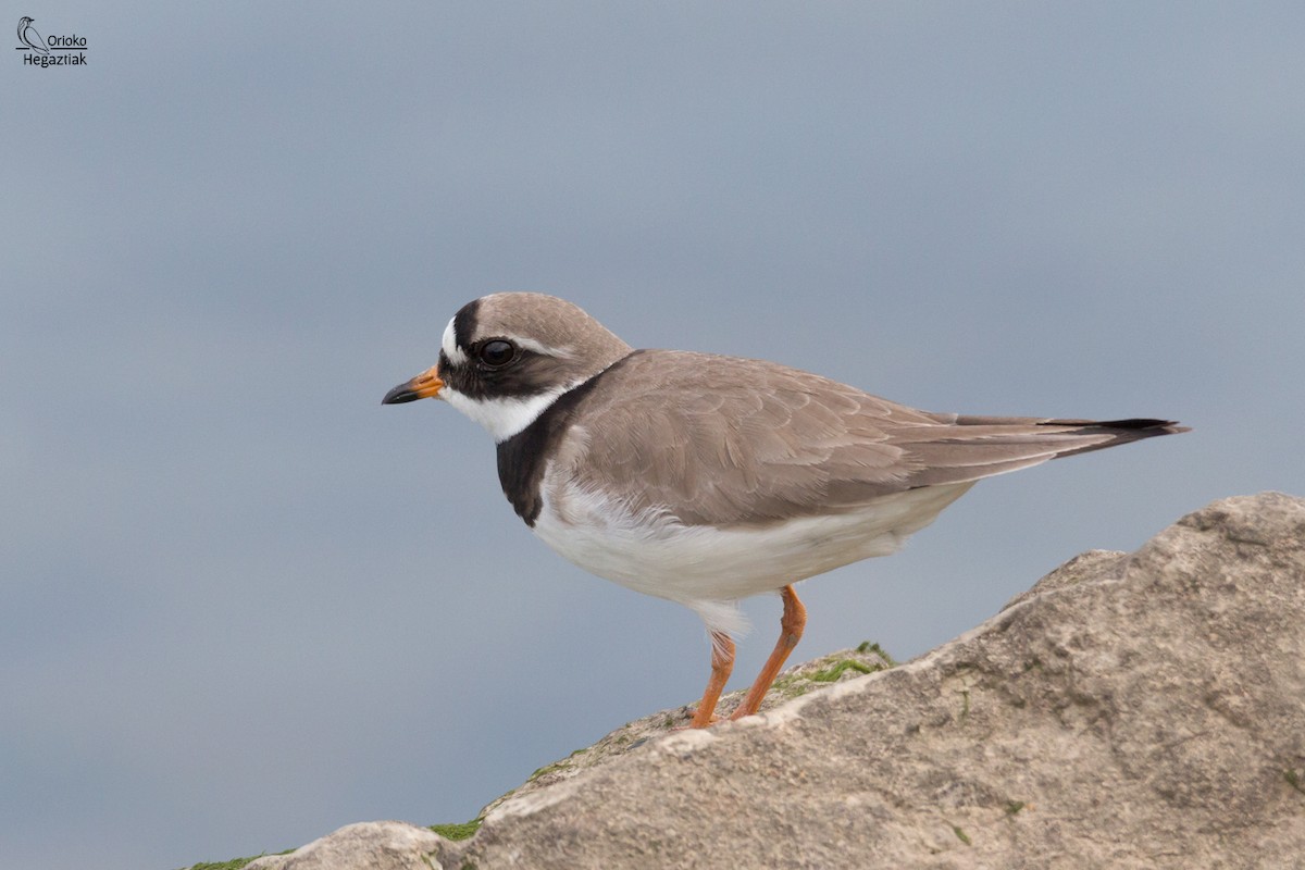 Common Ringed Plover - ML577830081