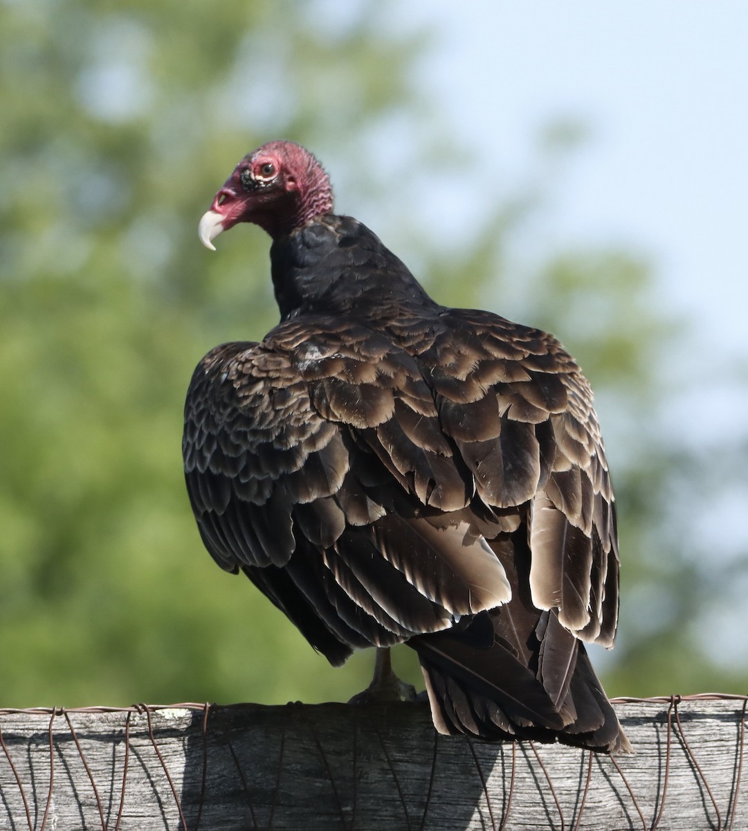 MarylandDC Breeding Bird Atlas Checklist 27 May 2023 Elkridge