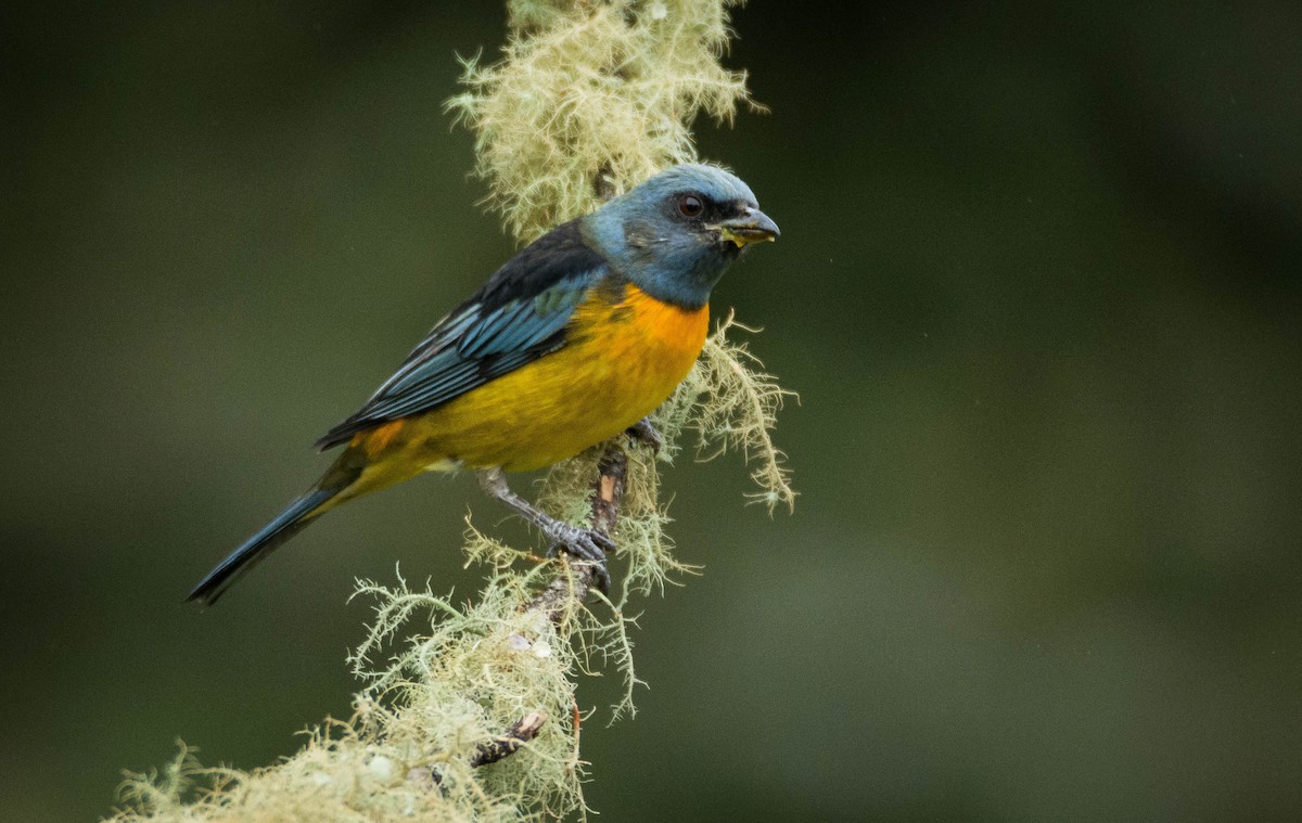 Blue-and-yellow Tanager - ML57783531