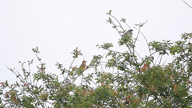 Oriental Reed Warbler - ML577836341
