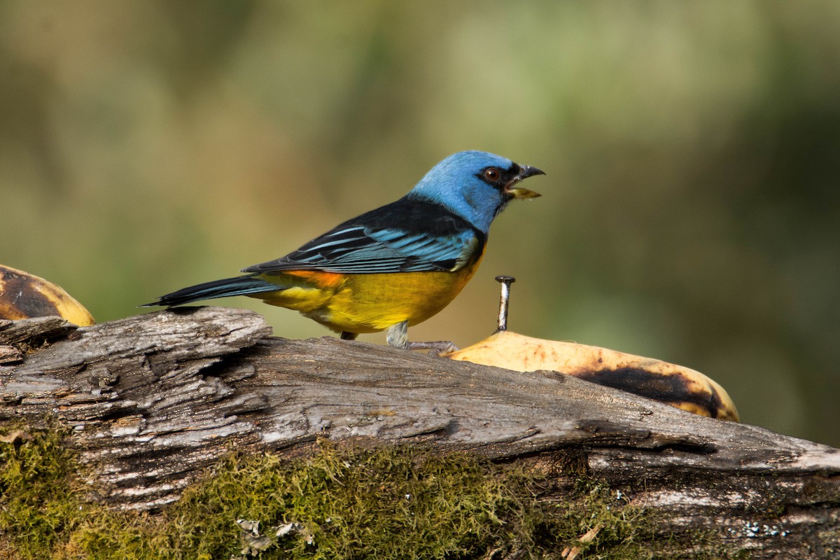 Blue-and-yellow Tanager - ML57783731