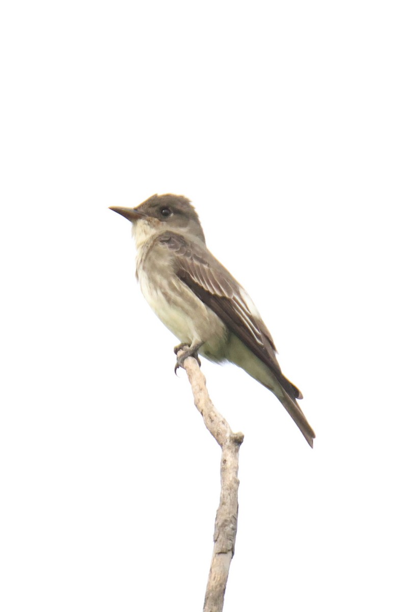 eBird Checklist - 27 May 2023 - Harry Moss Park - 30 species