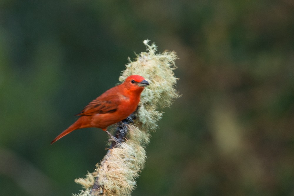 Hepatic Tanager (Lowland) - ML57784071