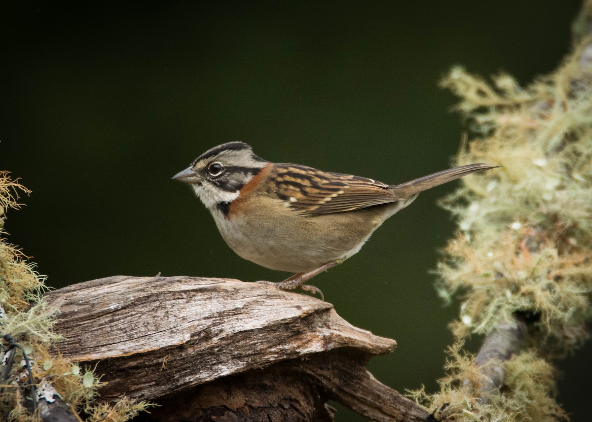 Rufous-collared Sparrow - Nereston Camargo