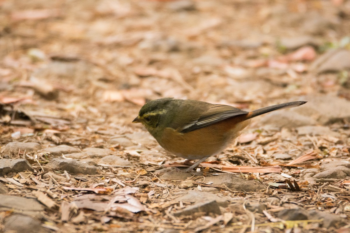 Gray-throated Warbling Finch - Nereston Camargo