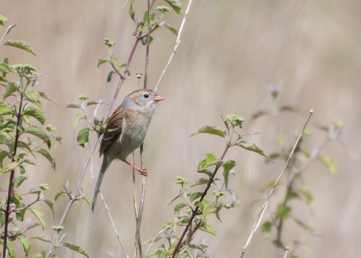 Field Sparrow - ML57784141