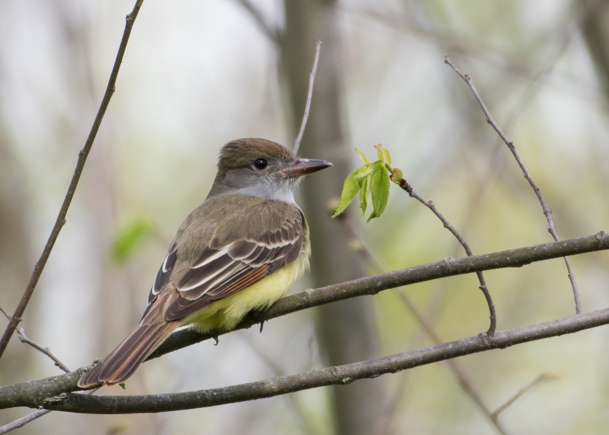 Great Crested Flycatcher - Sheila and Ed Bremer