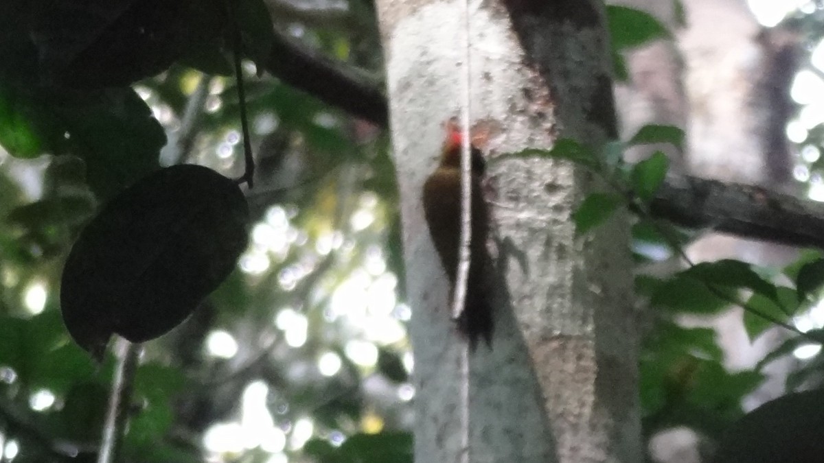 Red-stained Woodpecker - ML57784801