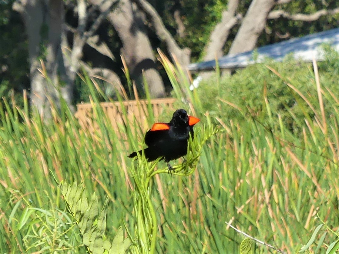 Red-winged Blackbird - ML577853861