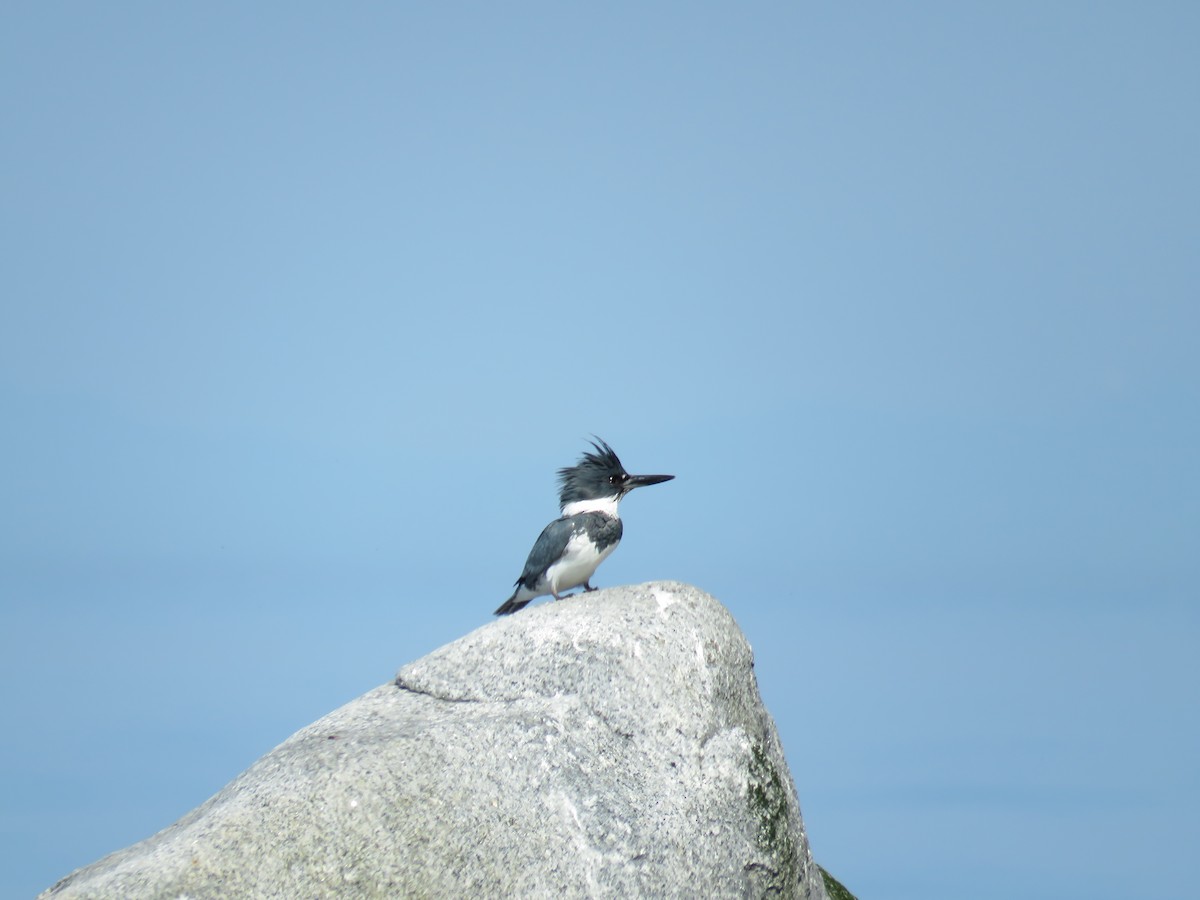 Belted Kingfisher - ML577854661