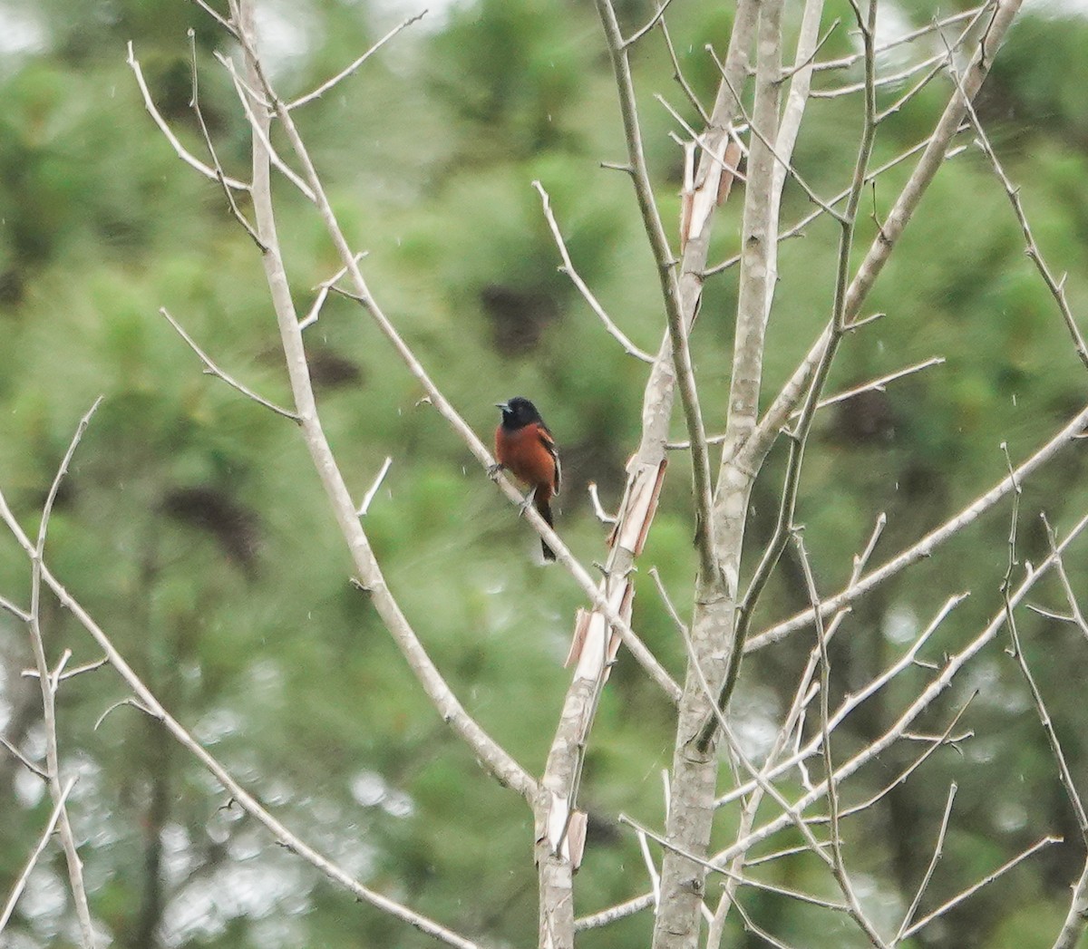 Orchard Oriole - ML577855181