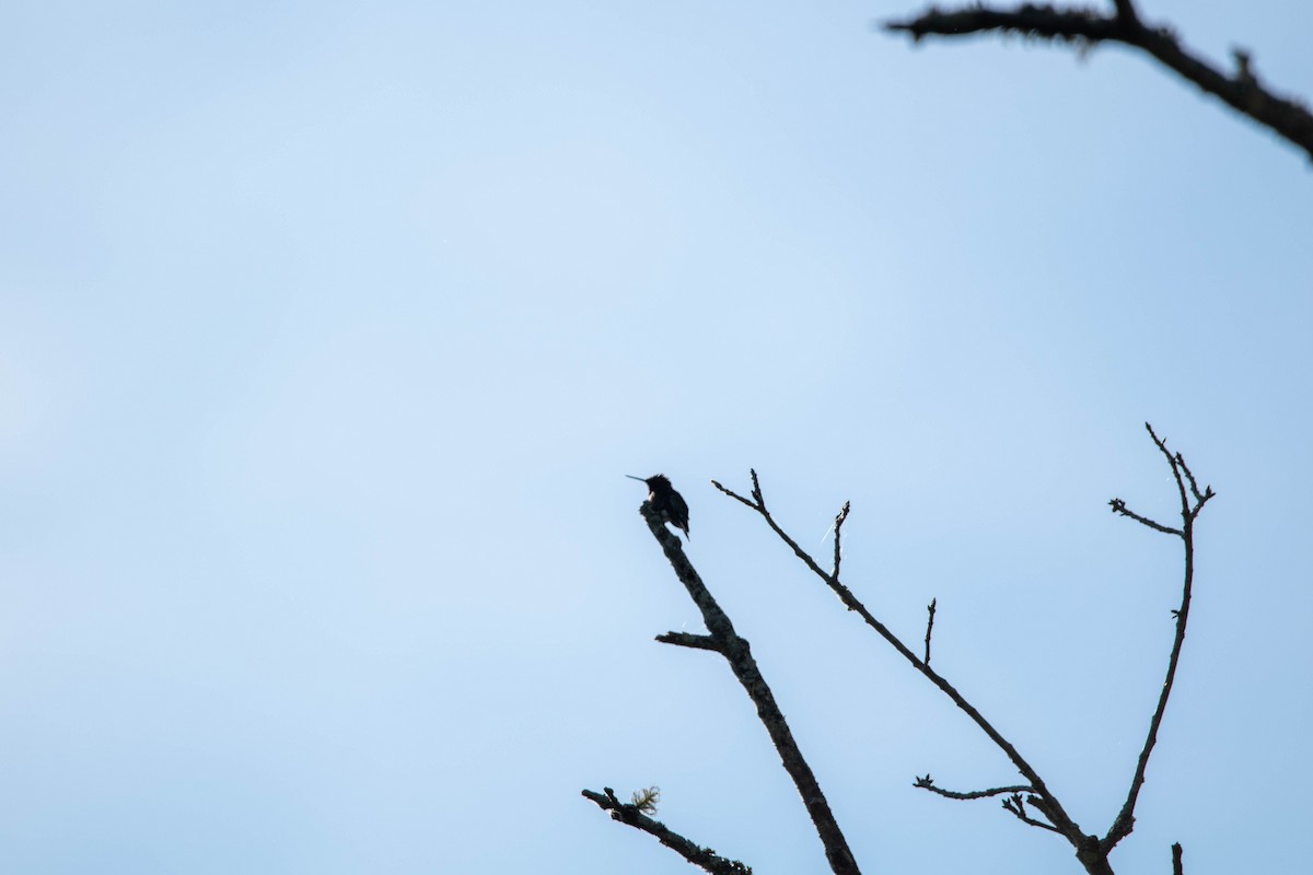 Ruby-throated Hummingbird - ML577859621