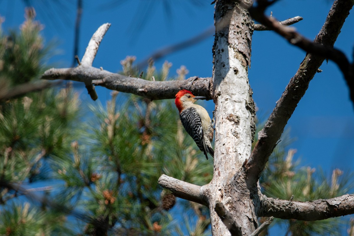 Red-bellied Woodpecker - ML577859741