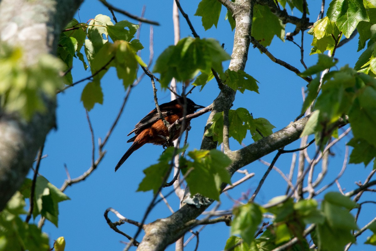 Orchard Oriole - ML577859911