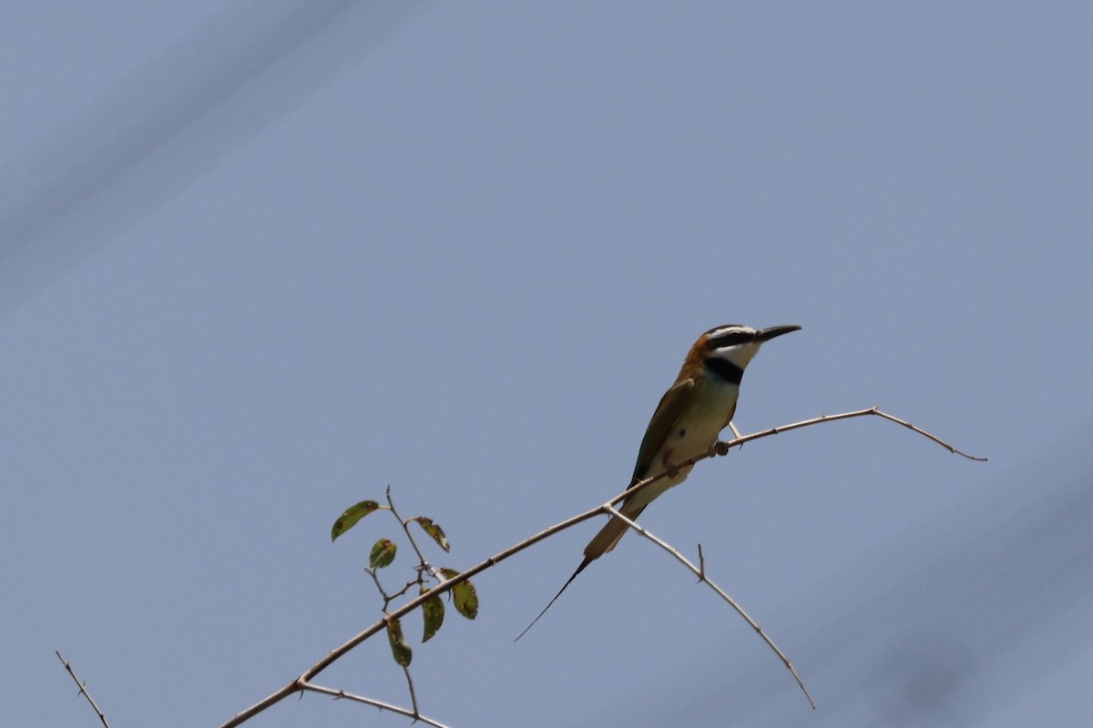 White-throated Bee-eater - ML577860921
