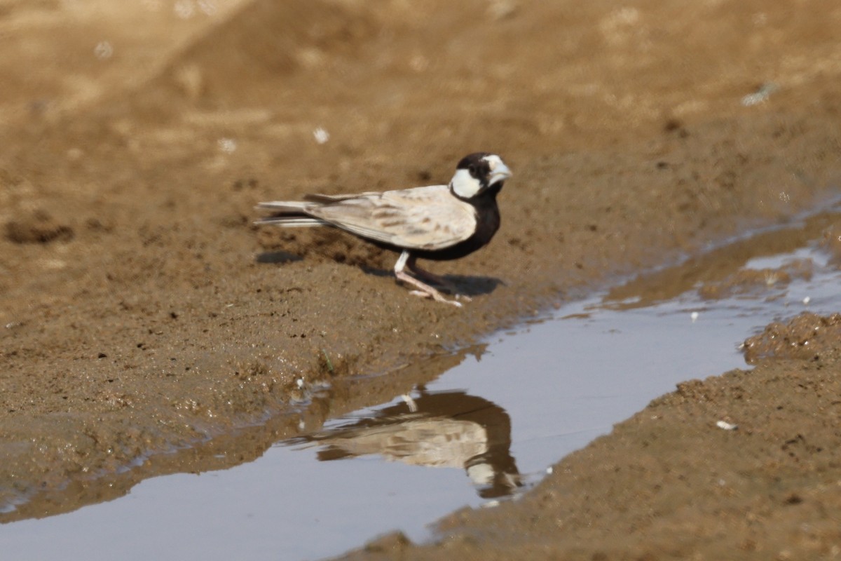 Black-crowned Sparrow-Lark - ML577861901
