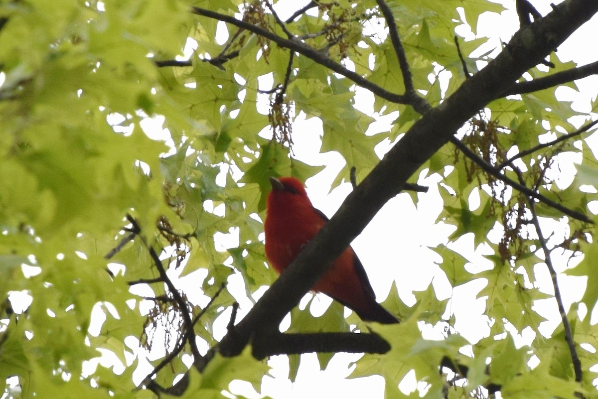 Scarlet Tanager - ML57786321