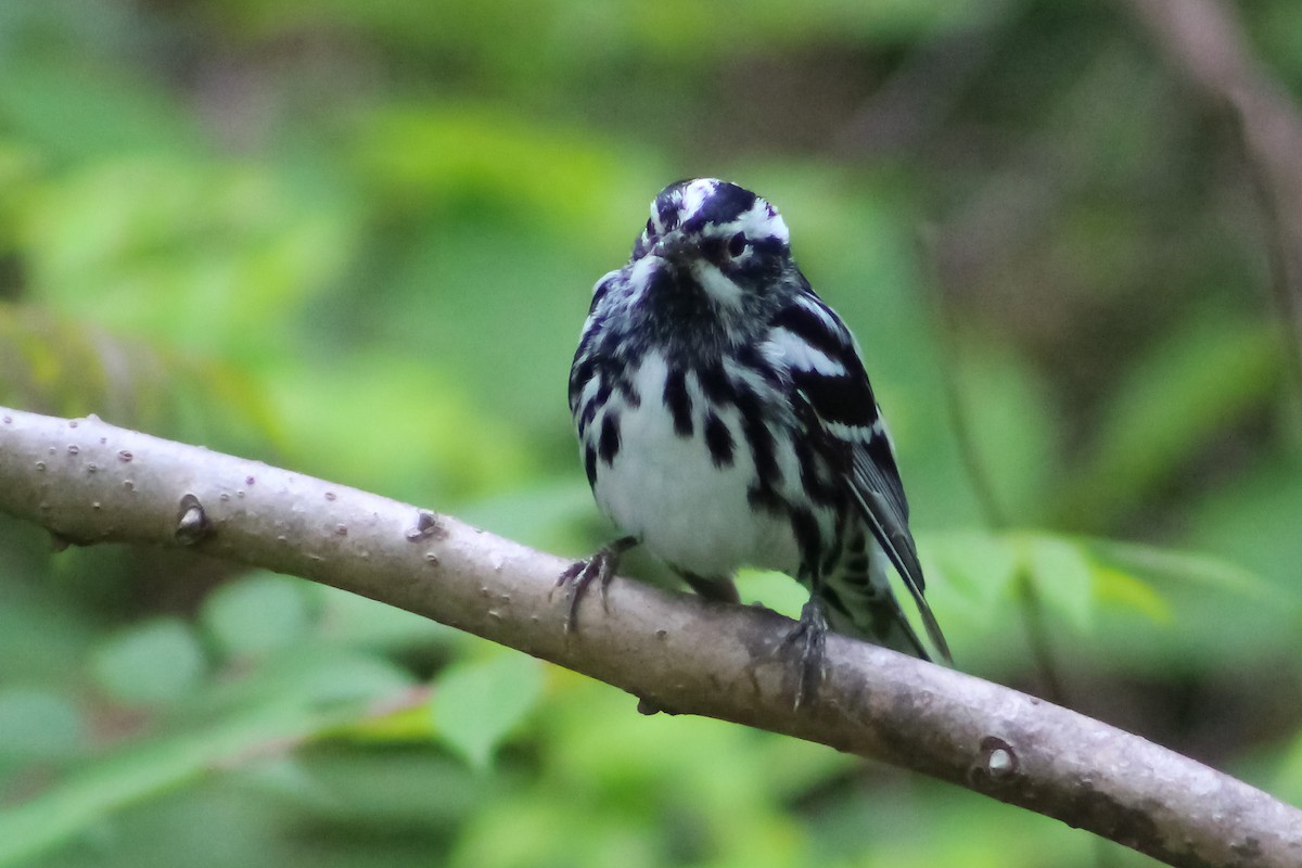 Black-and-white Warbler - ML577864971