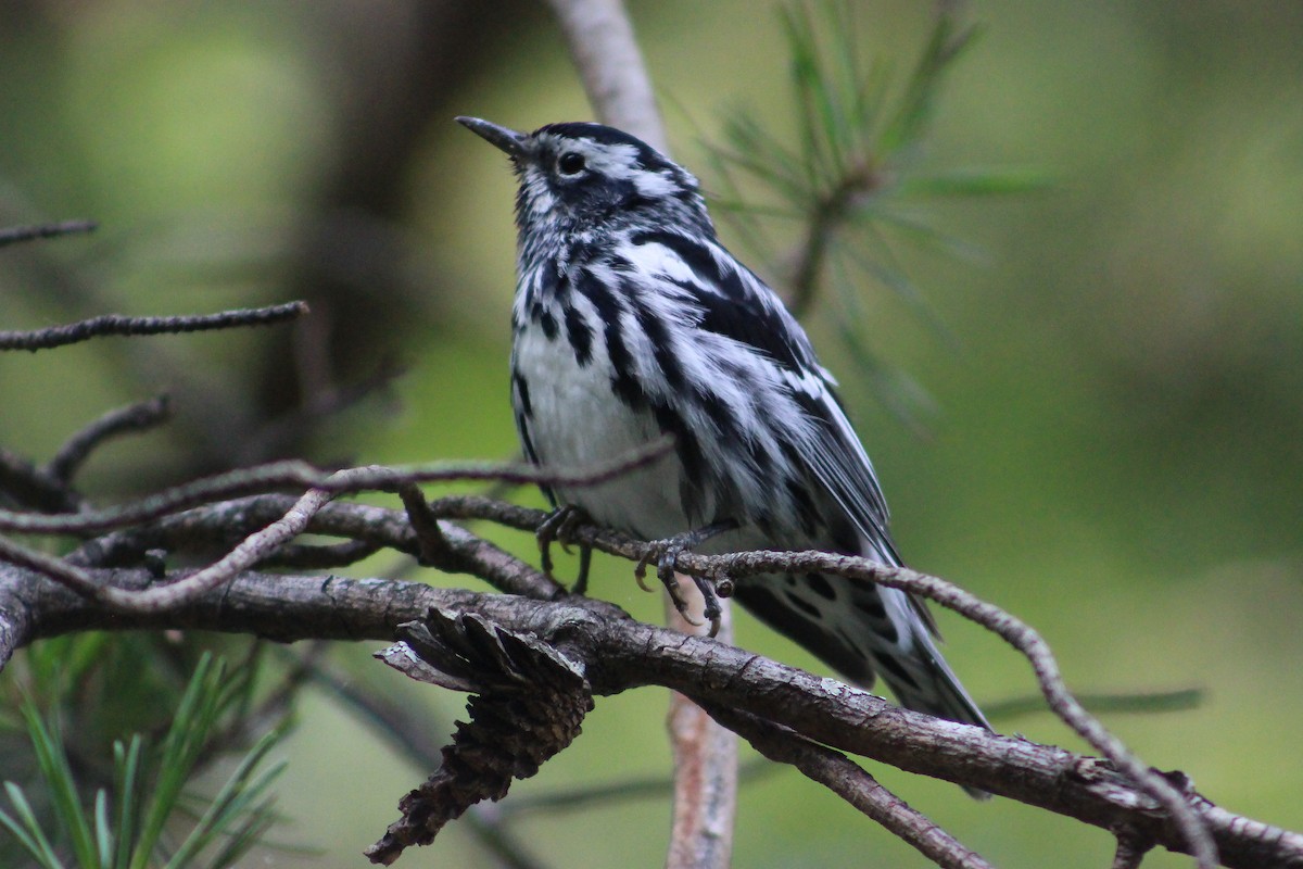 Black-and-white Warbler - ML577864991