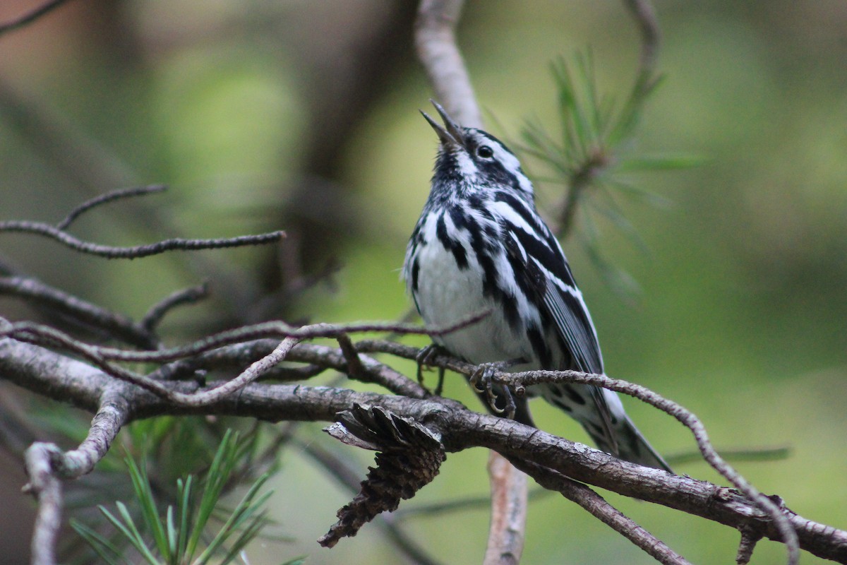 Black-and-white Warbler - ML577865001