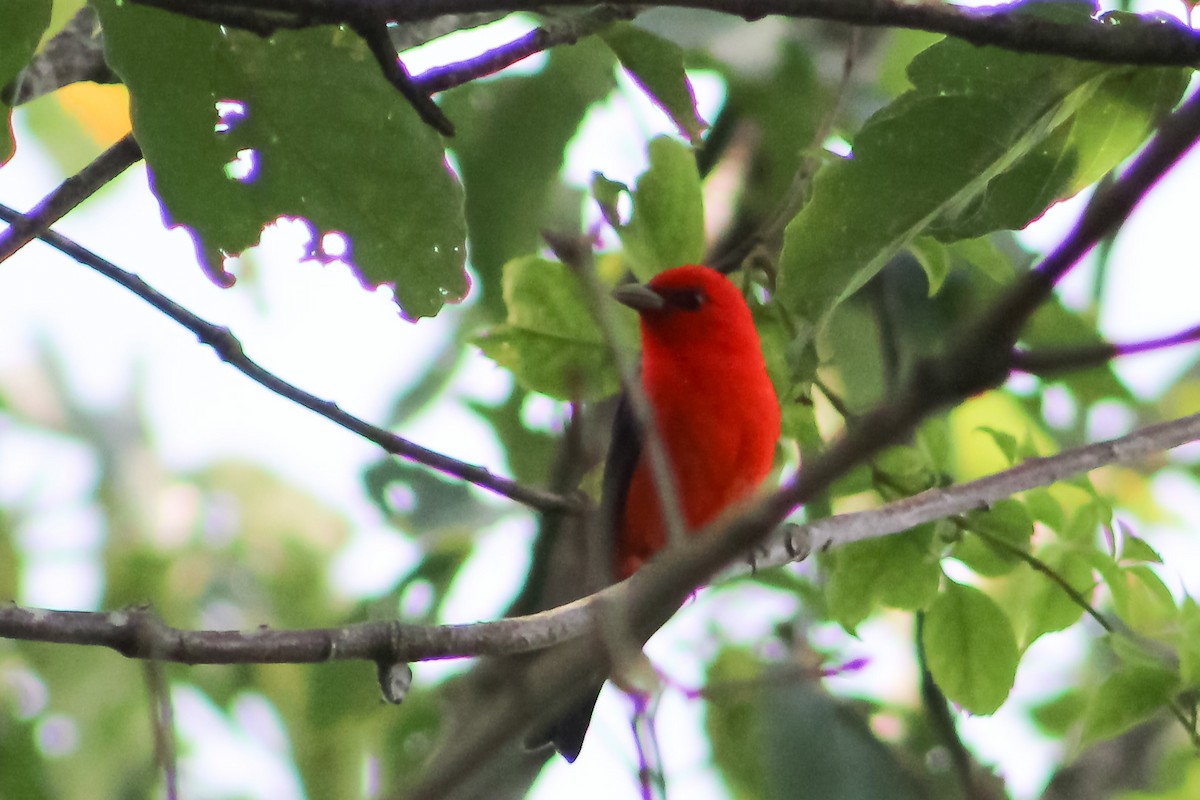 Scarlet Tanager - ML577865141