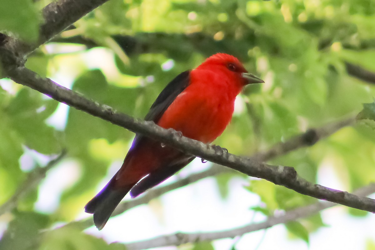 Scarlet Tanager - ML577865151