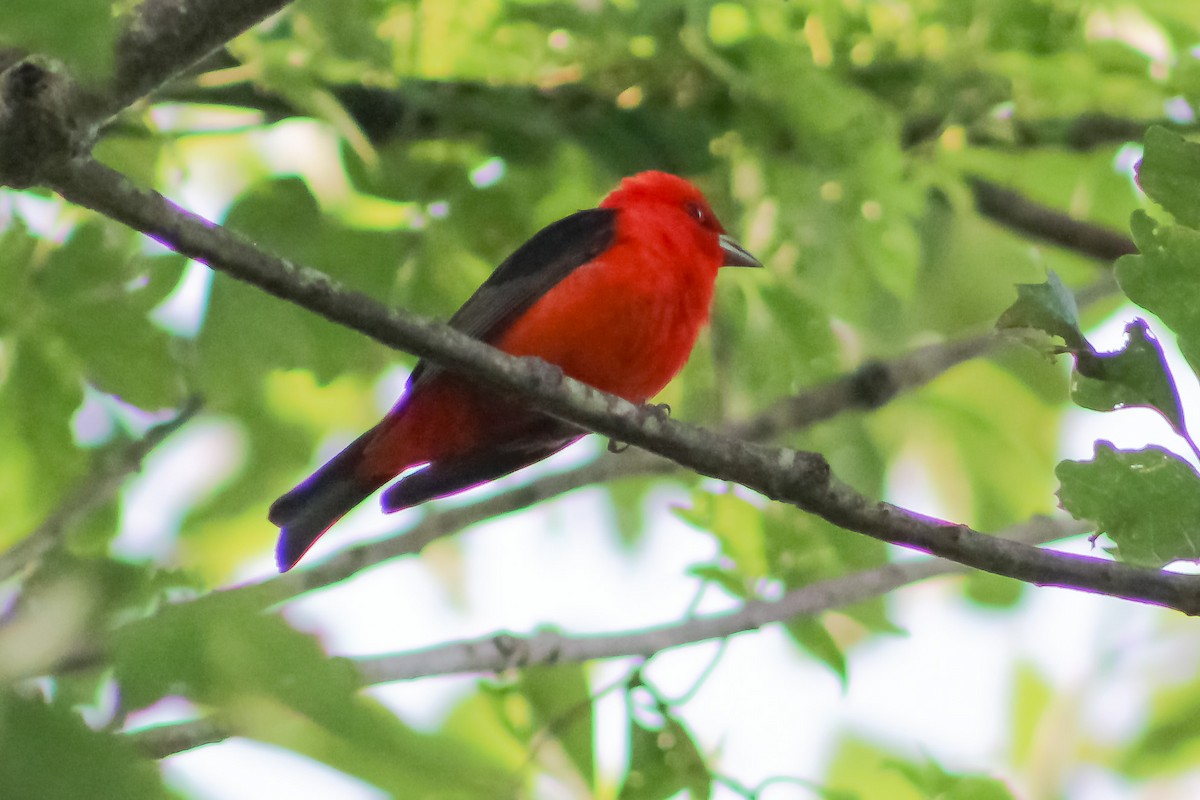 Scarlet Tanager - ML577865161