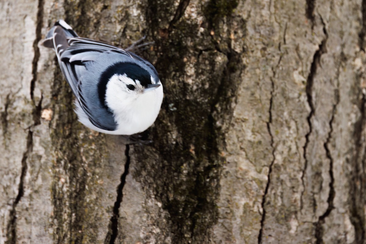 White-breasted Nuthatch - ML577865221