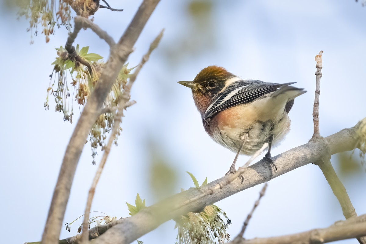 Bay-breasted Warbler - ML577867031