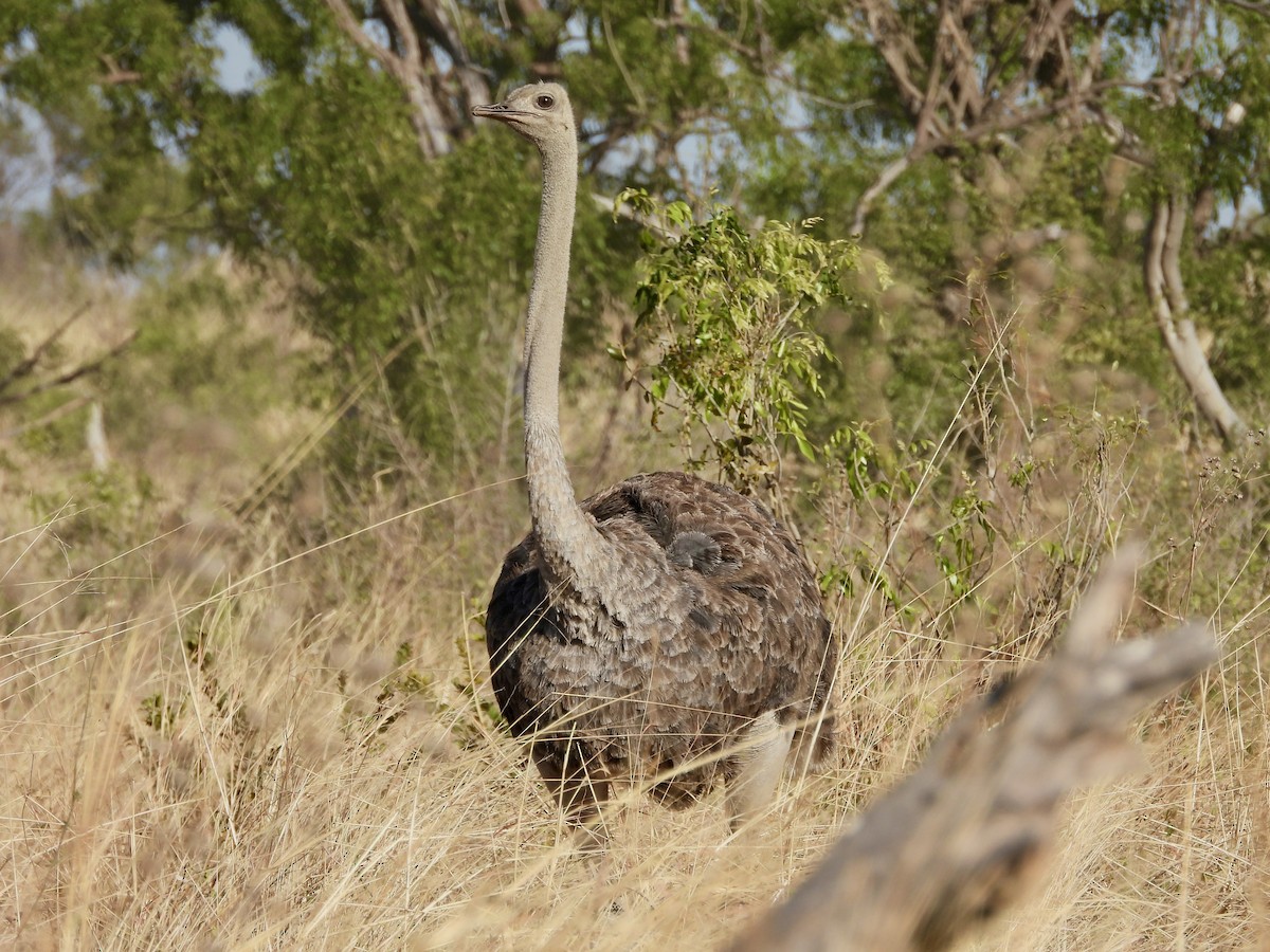 Common Ostrich - GARY DOUGLAS