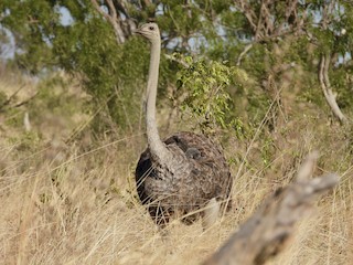 Common Ostrich, ML577868761
