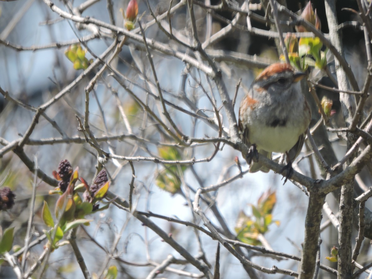 Spizella sp./American Tree Sparrow - Melody Walsh