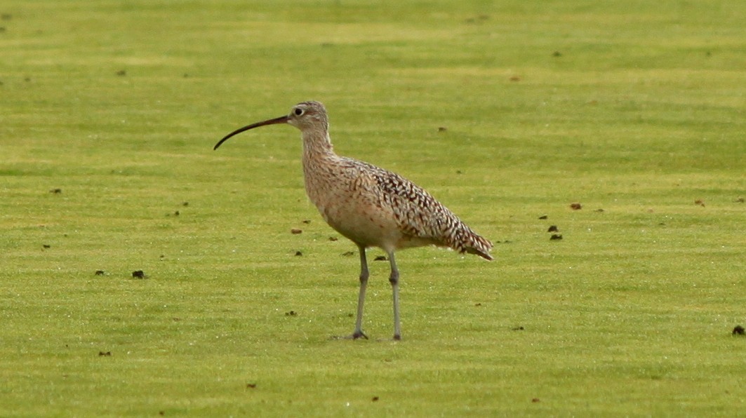 Long-billed Curlew - ML57786951