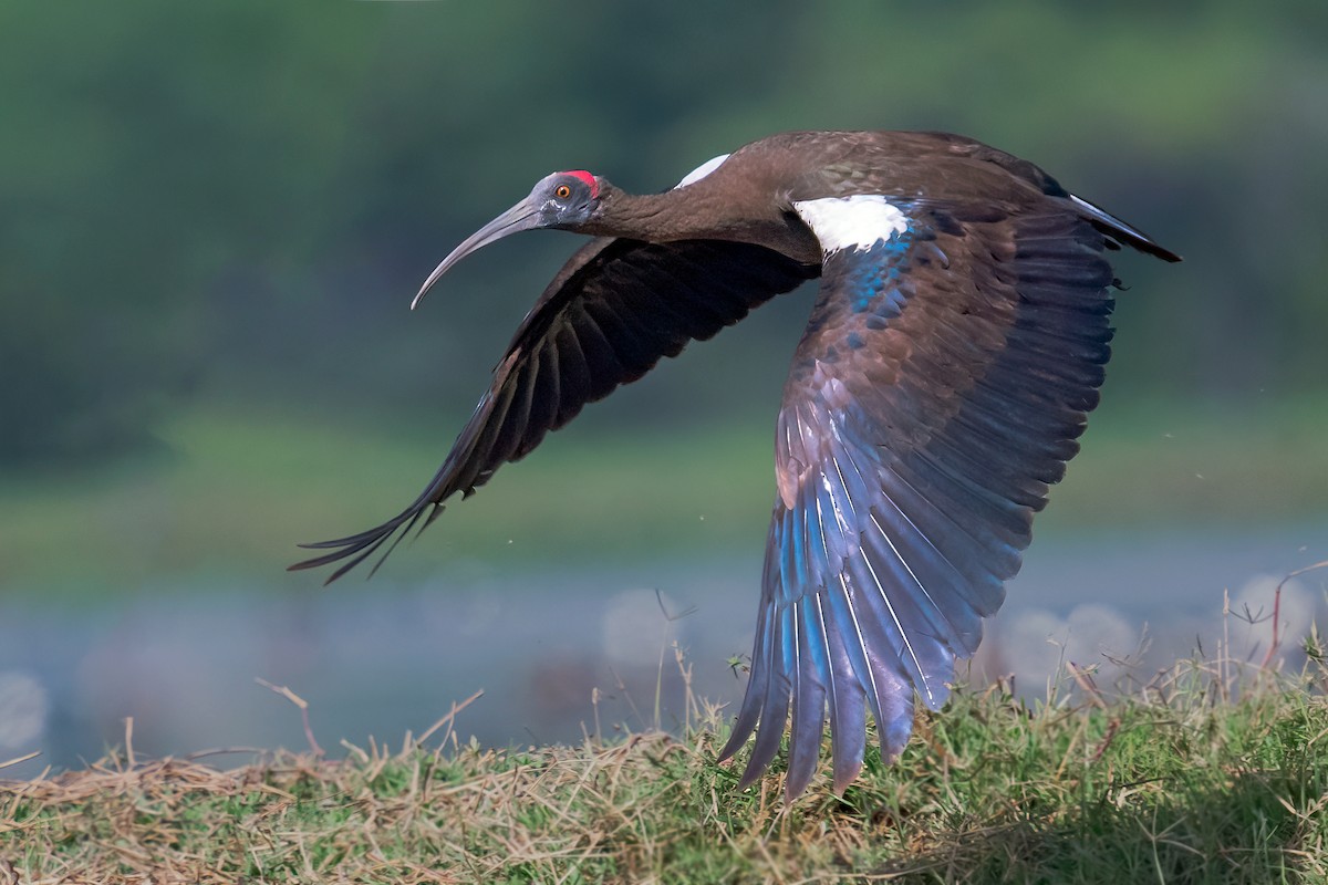 ibis bradavičnatý - ML577870191