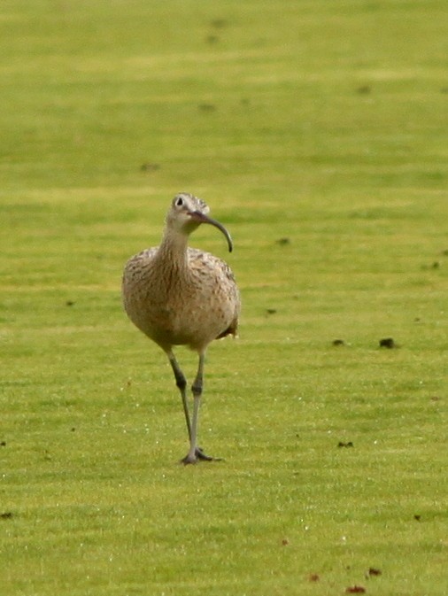 Long-billed Curlew - ML57787021