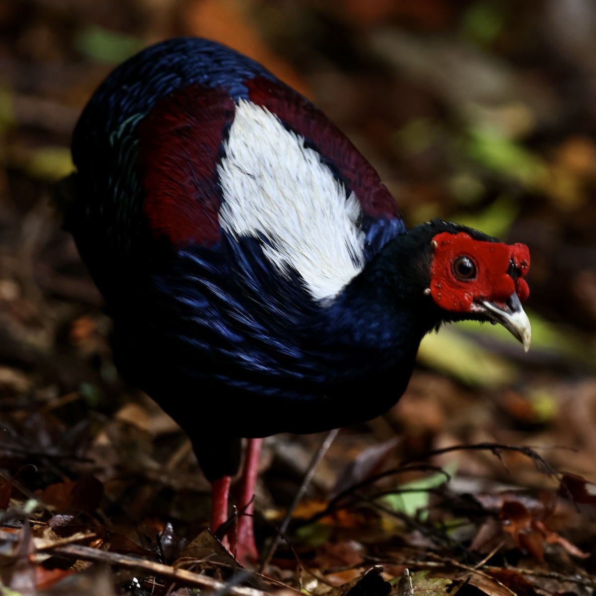 Swinhoe's Pheasant - Anonymous