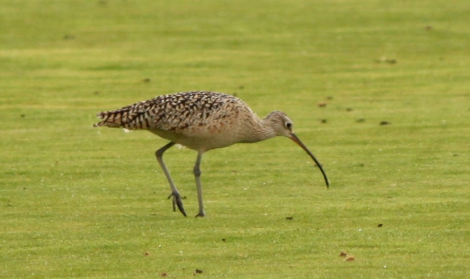 Long-billed Curlew - ML57787091