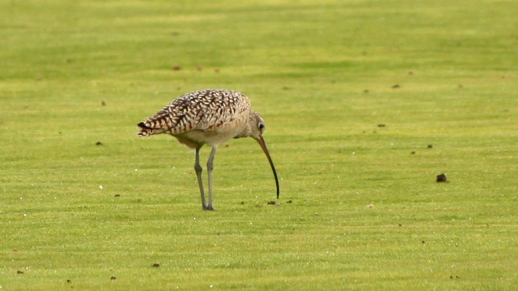 Long-billed Curlew - ML57787161