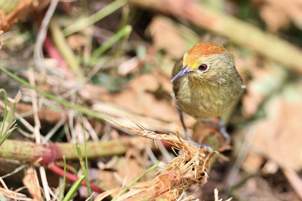 Rufous-capped Babbler - Anonymous
