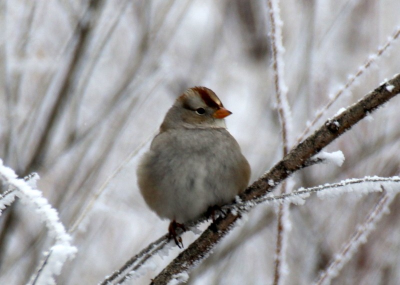 White-crowned Sparrow - Angela Conry