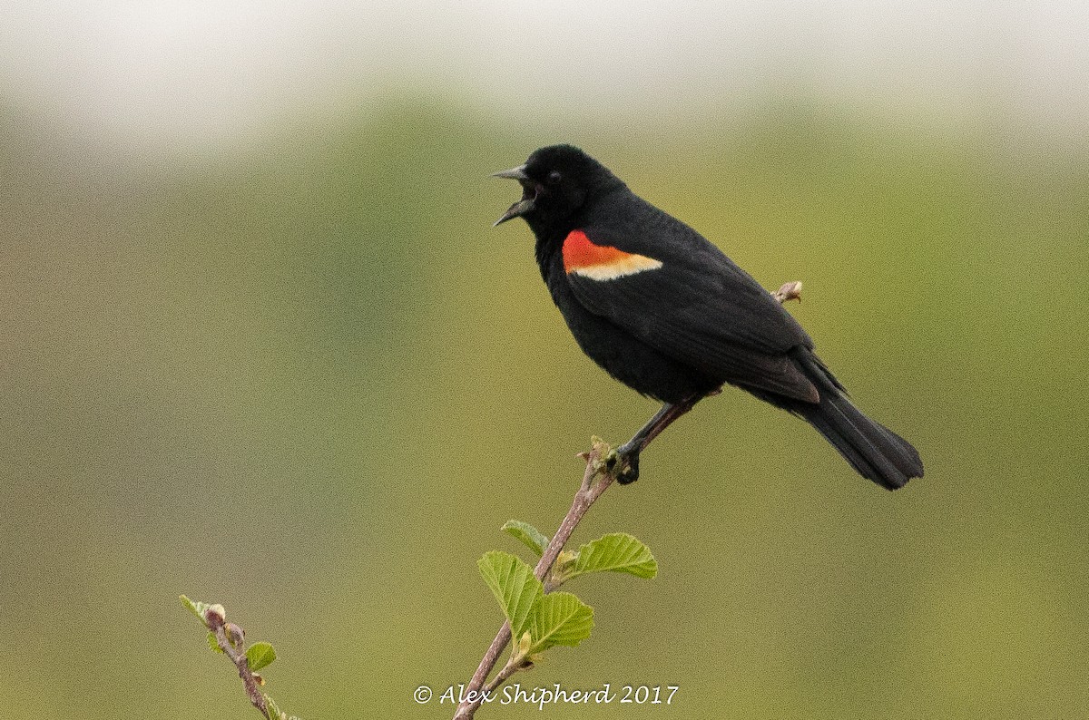 Red-winged Blackbird - Alex Shipherd