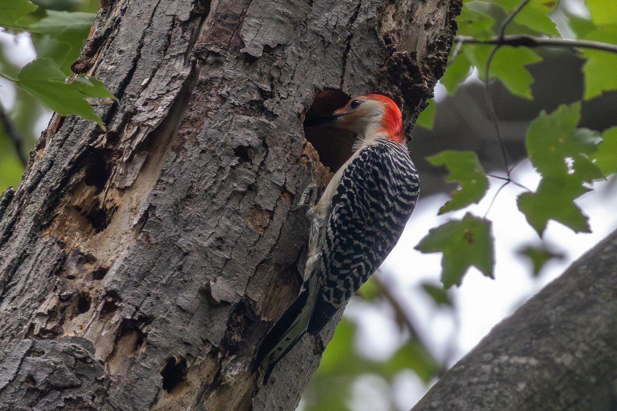 Red-bellied Woodpecker - Marlee Fuller-Morris