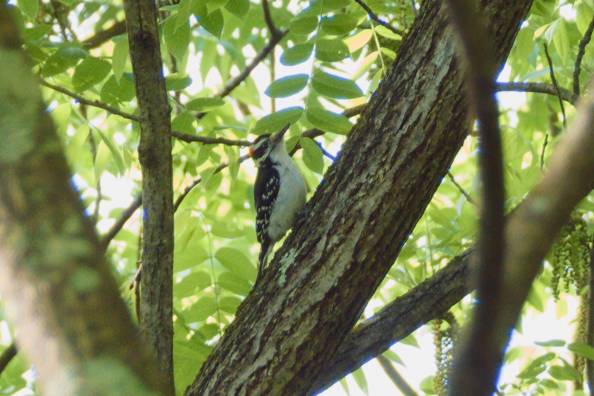 Hairy Woodpecker - ML577882761